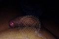 Frosinone Trans Escort Nathalie 339 63 31 329 foto selfie 6