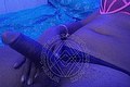 Licola Trans Escort Jennifer Lopez 329 28 14 384 foto selfie 11