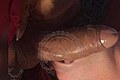 Napoli Trans Escort Naomy Tx 329 01 67 932 foto selfie 108
