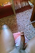 Garbagnate Milanese Trans Escort Alves 371 49 36 409 foto selfie 85