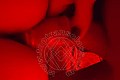 Genova Trans Sara Pornostar 347 85 52 861 foto selfie 55